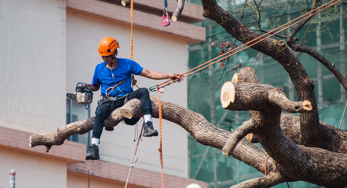   georgetown tree service         