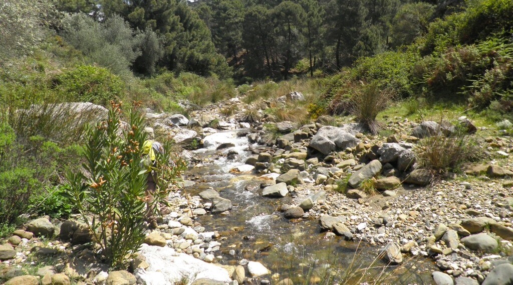 Llamado urgente: proteger el agua del Tolima tras incendios forestales