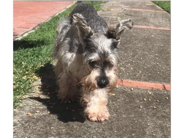 Historia de 'Clifor', el schnauzer que gana tutela
