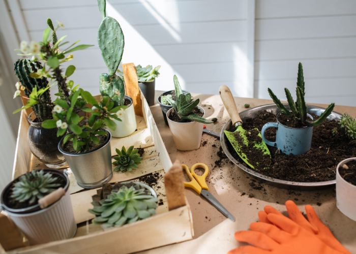 Casa de la Mujer abre inscripciones para taller de jardinería