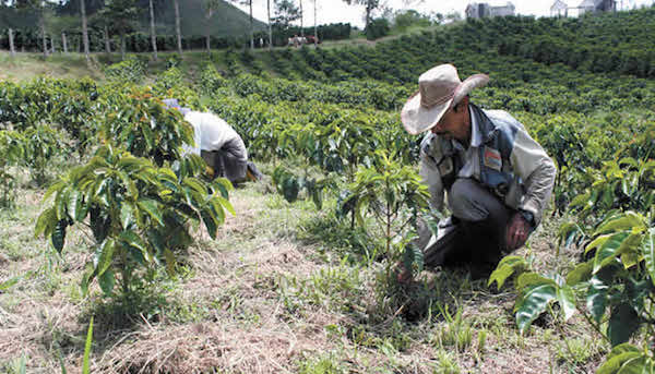 Cafeteros de Ortega recibe incentivos por la renovación y siembra de cafetales