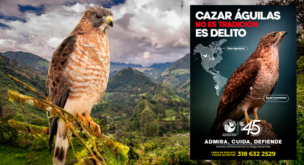 Águilas Cuaresmeras en el Tolima: un viaje milenario amenazado por el mito y la escopeta.