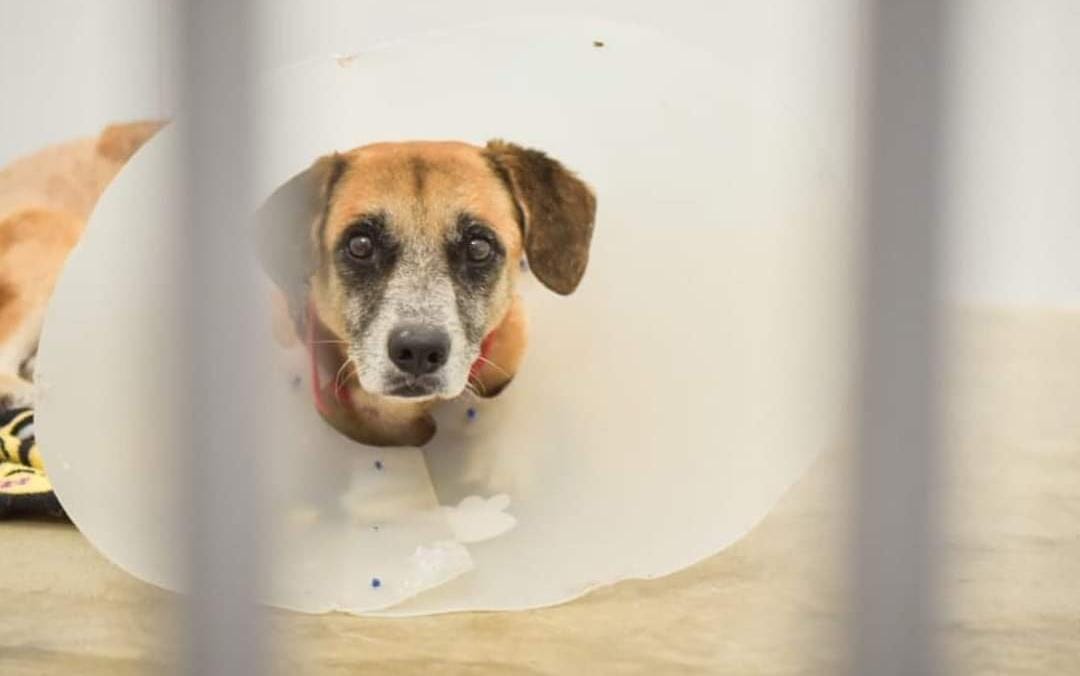 Alcaldía aumenta los recursos para atender animales vulnerables en el Hospital de la UT