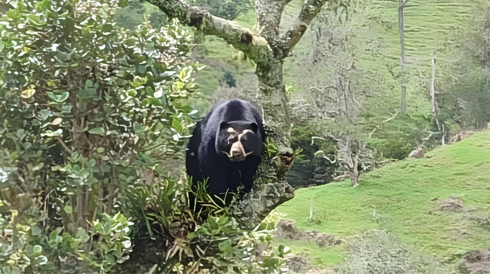 Alcaldía de Roncesvalles alerta por avistamientos de osos de anteojos en zona rural