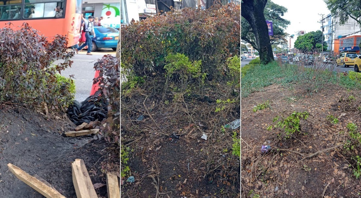 Alcaldía iniciará labores de resiembra y recuperación del separador de la 5a