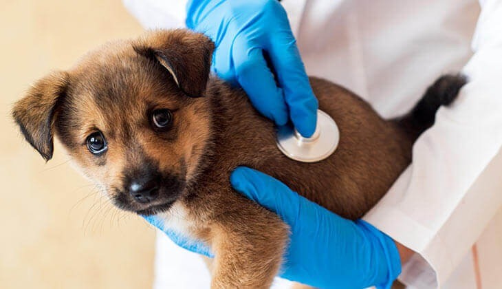 Alerta por aumento de casos de perros con parvovirus y moquillo en Ibagué