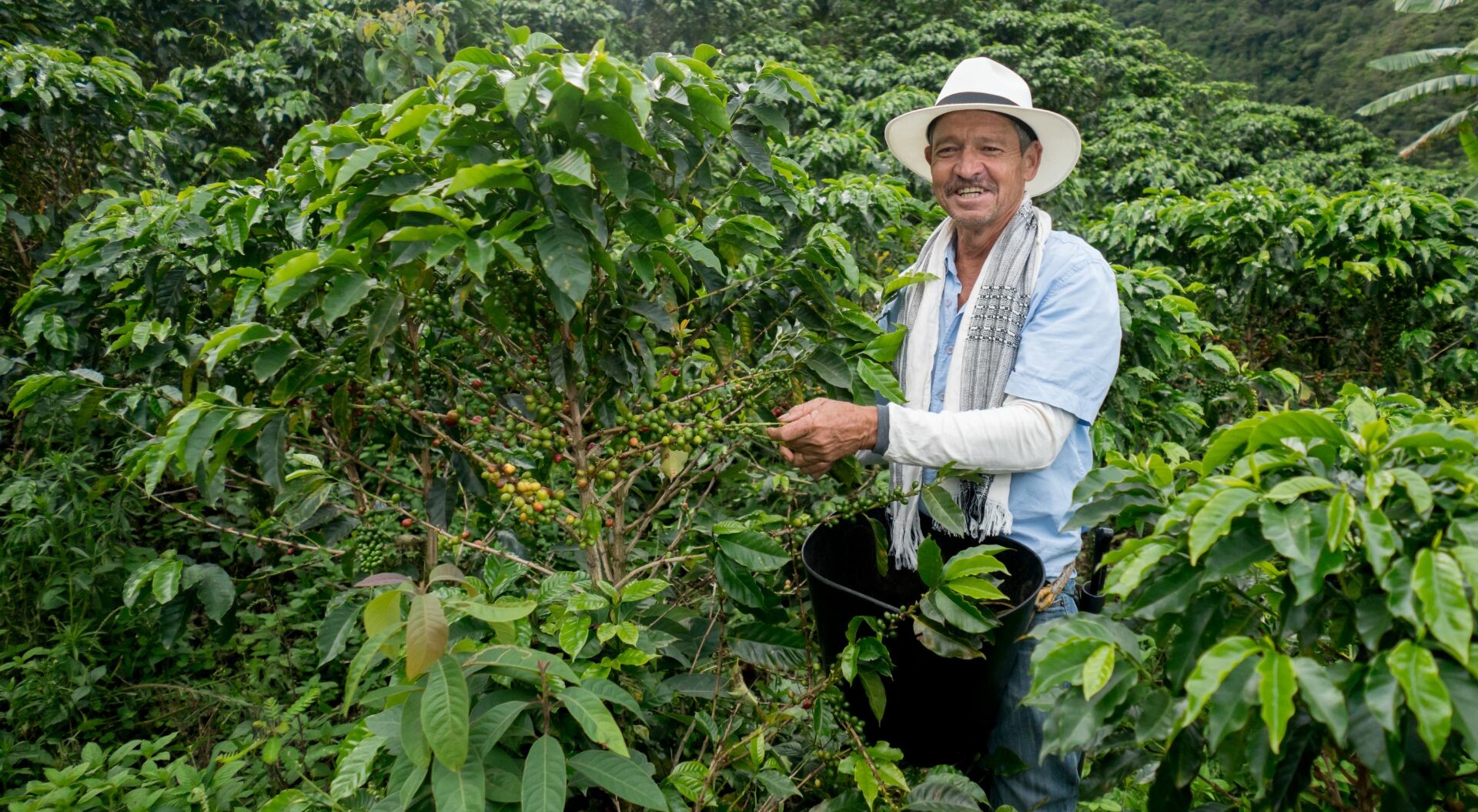 Amplían plazo para entrega de microlotes en el Concurso de la Feria Internacional del Café
