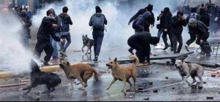 Animales en el Paro Nacional: LOS QUE MÁS SUFREN