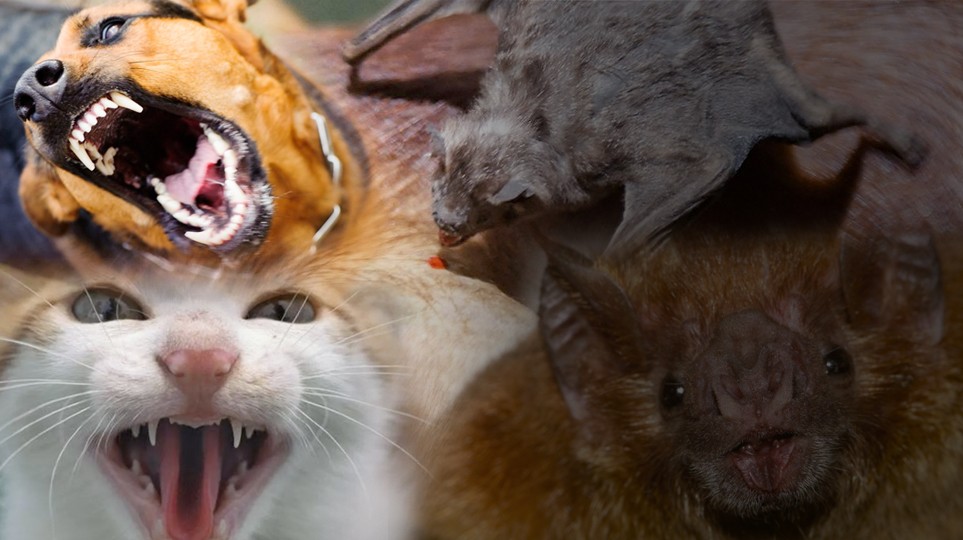 En el 2022 aumentaron los casos de agresiones ocasionadas por animales potencialmente transmisores de rabia