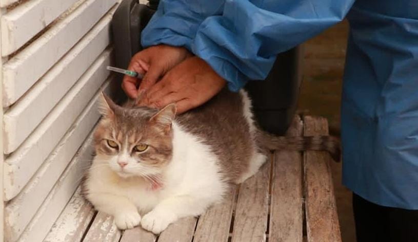 Aproveche las jornadas gratuitas de vacunación para mascotas en Ibagué