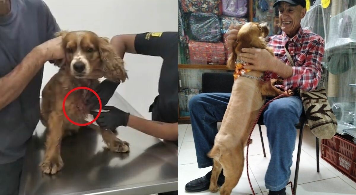 Denuncian ataque con arma de fuego a un perro en Ibagué