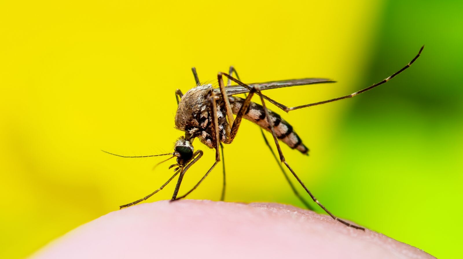 Autoridades confirman reactivación de brote de fiebre amarilla en Chaparral