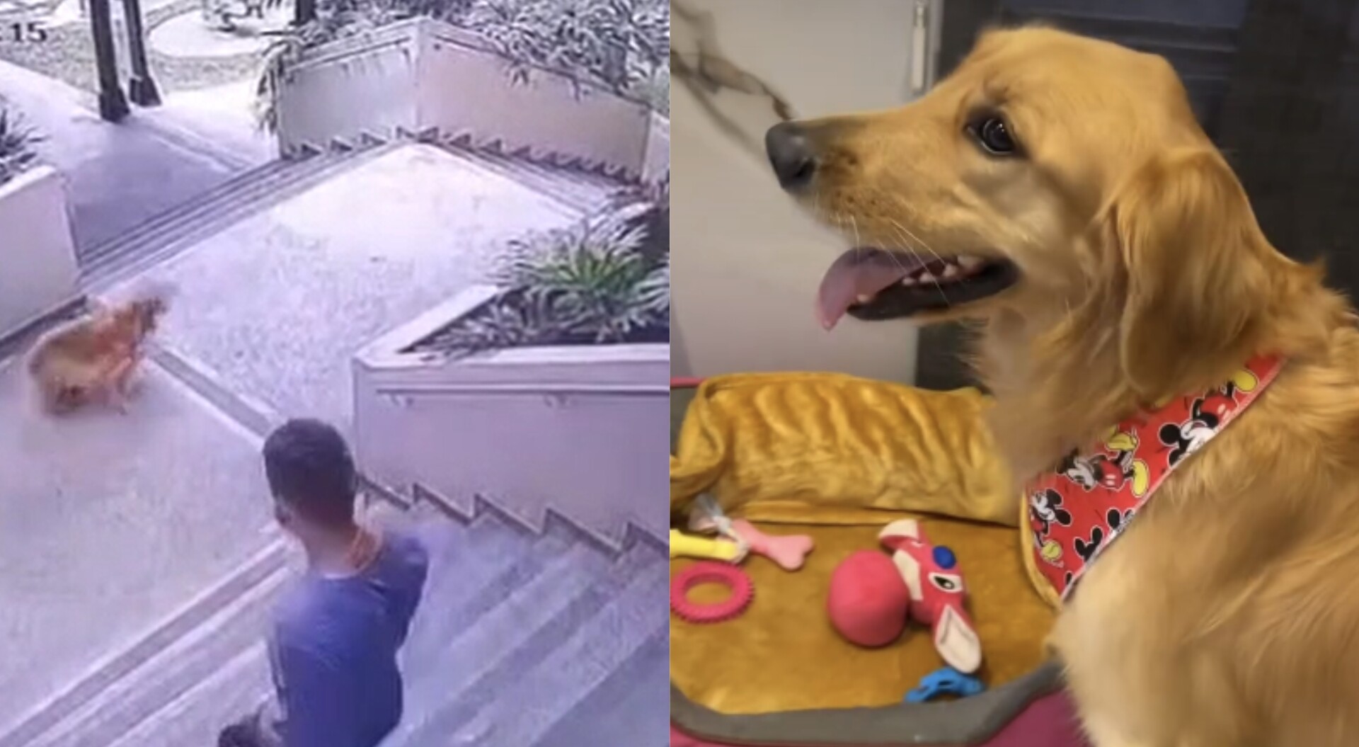 Autoridades investigan agresión a un perrito en conjunto residencial de Ibagué