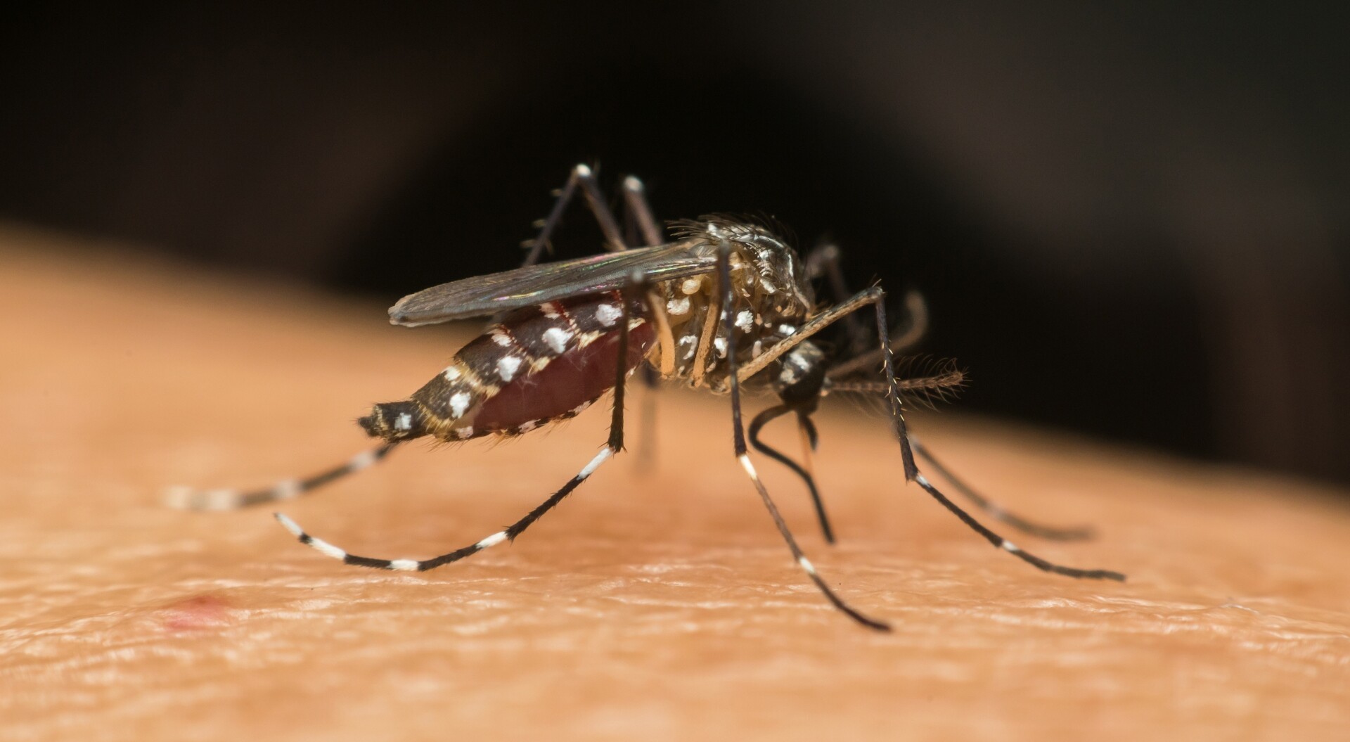 Avanza investigación sobre herramienta que alerta sobre los brotes de dengue