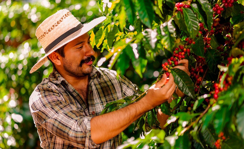 Disminución del 29% en producción cafetera en el país
