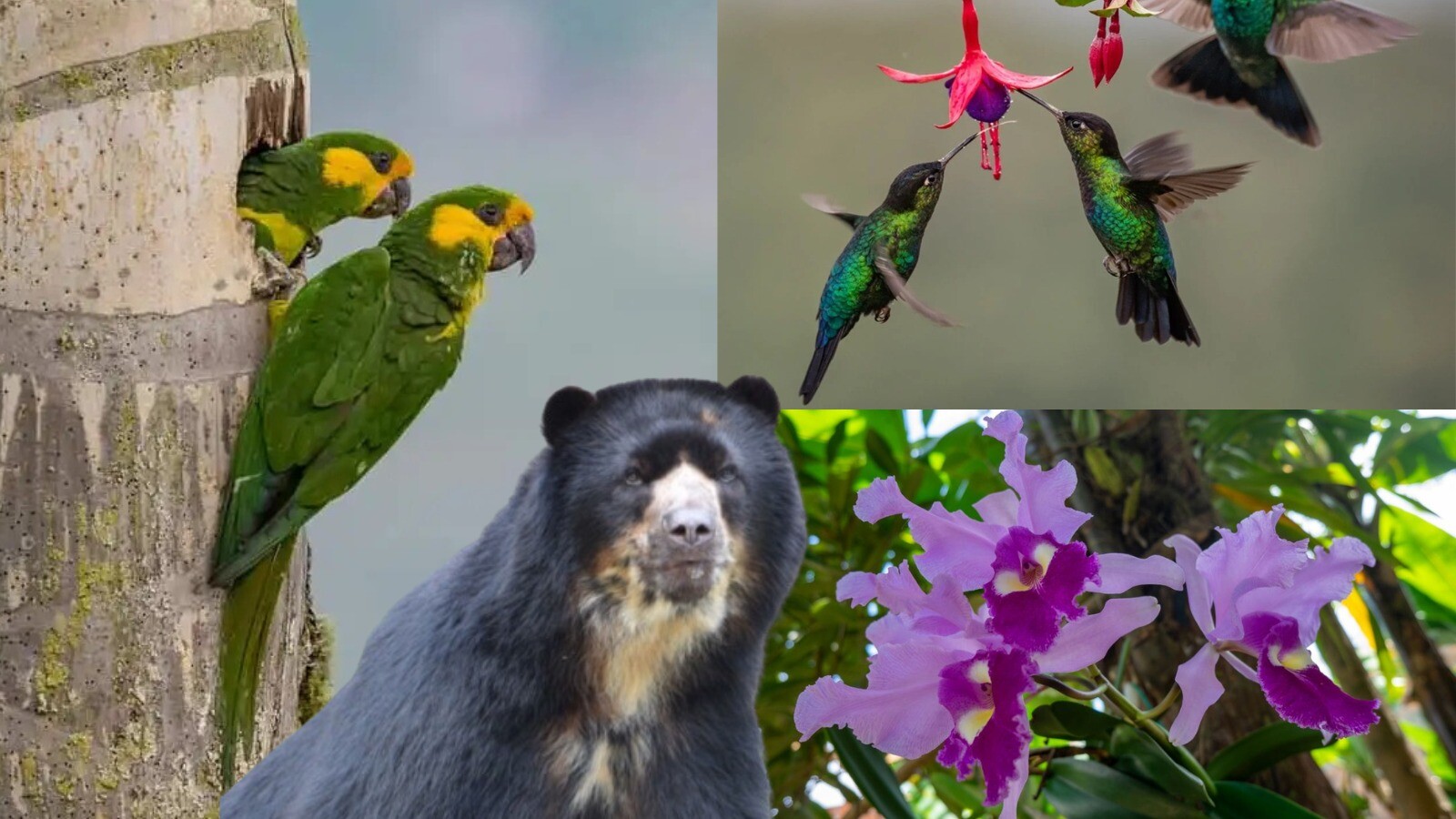 Biodiversidad y territorio: un homenaje al legado de Mutis y un llamado a la conciencia