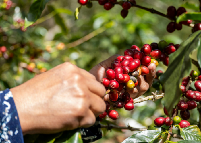 El café no puede quedar en el limbo