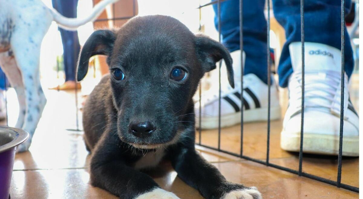 CAPA refuerza la protección animal en Ibagué: salud y atención en casos de maltrato