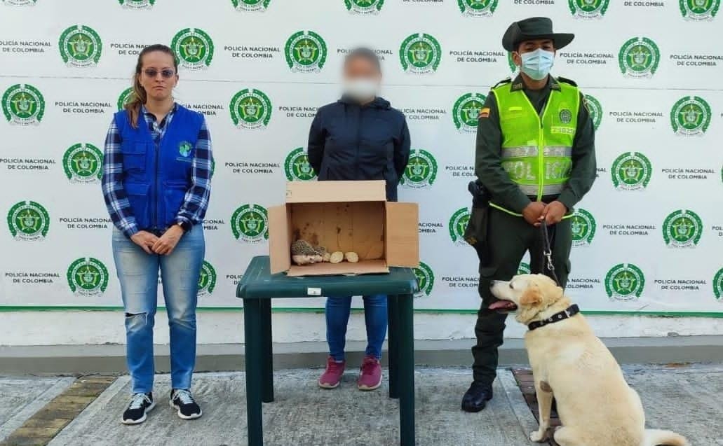 Capturan a una mujer por comercializar erizos en Ibagué