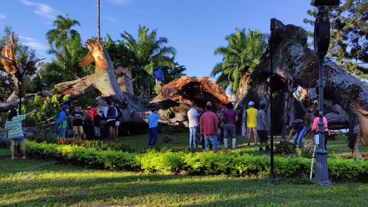Se cayó la ceiba más emblemática de Colombia