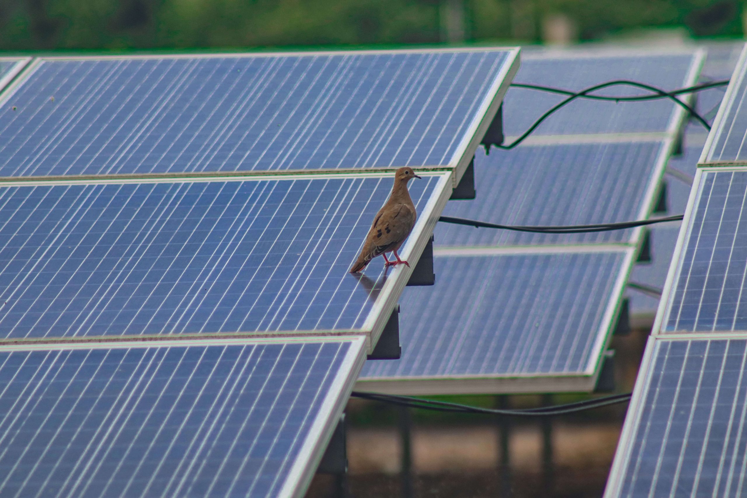 Celsia presenta crecimiento financiero positivo en primer trimestre 2022