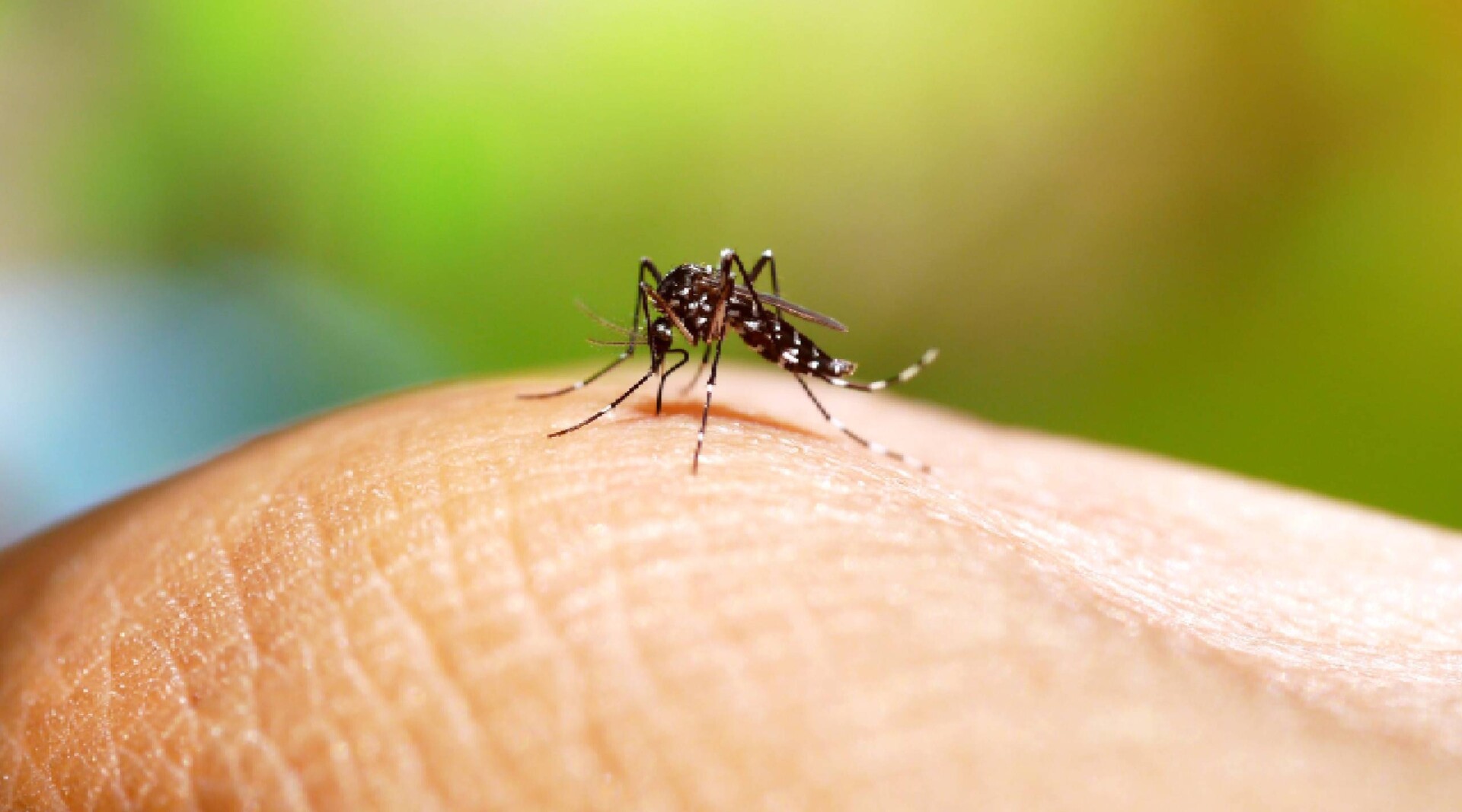 Casos de dengue en el Tolima se reducen a la mitad durante 2026