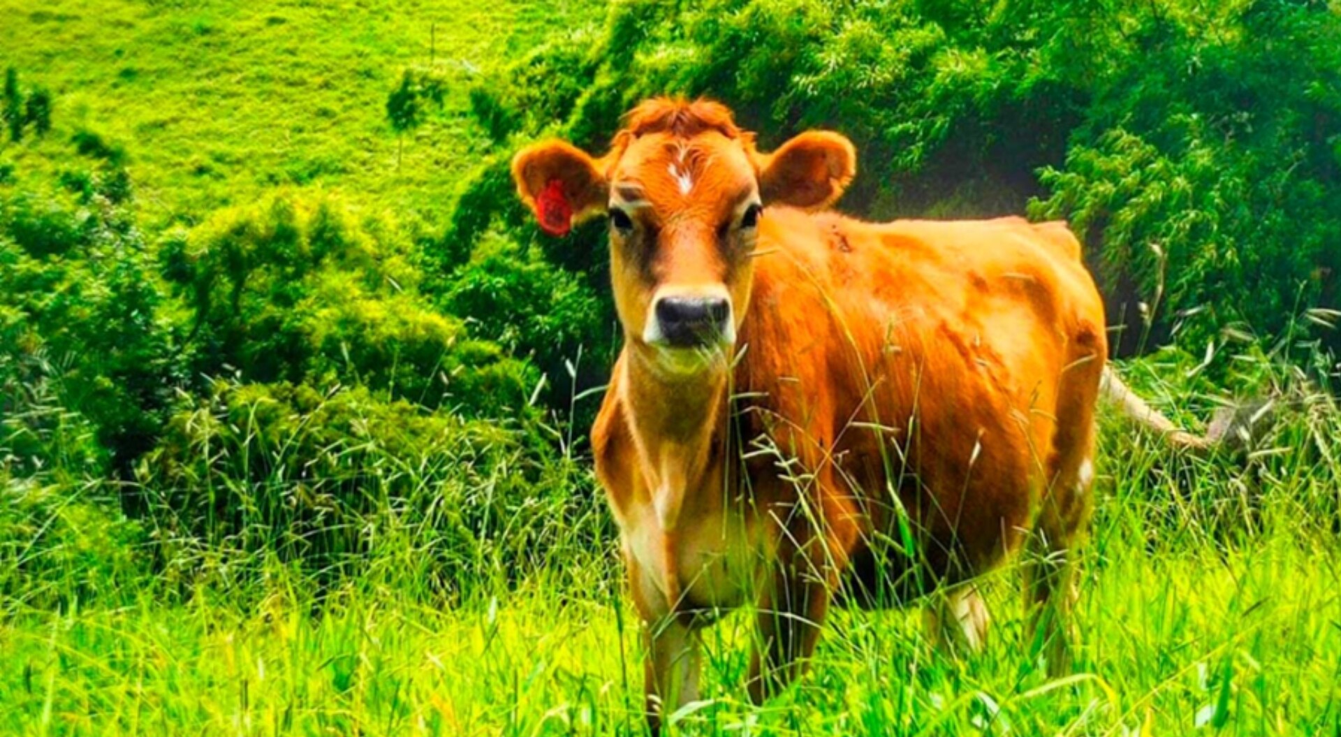 Comunidades indígenas de Ataco fortalecen proyectos de ganadería
