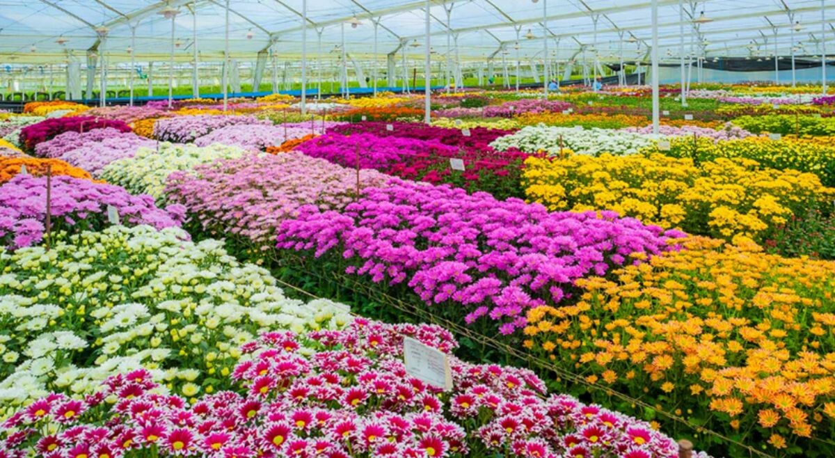 Con motivo de San Valentín, Colombia exportó 70.000 toneladas de flores