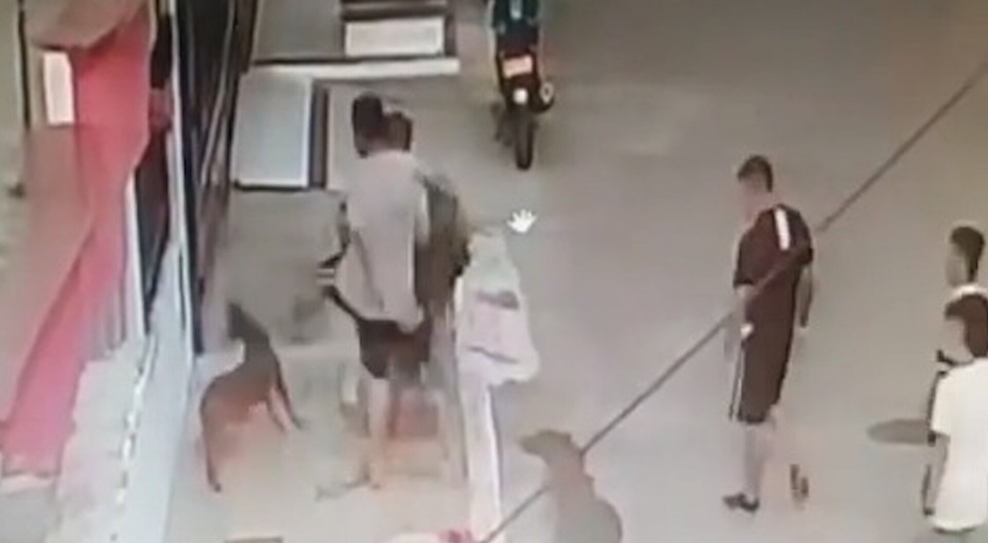 Condenan a un hombre por matar a tiros a una perrita en Icononzo