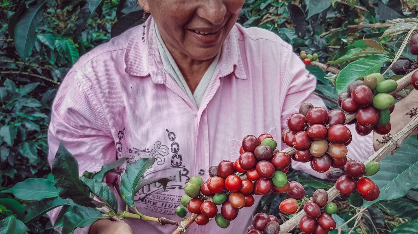 Controversia en el Tolima por implementación de Áreas de Protección para la Producción de Alimentos APPA