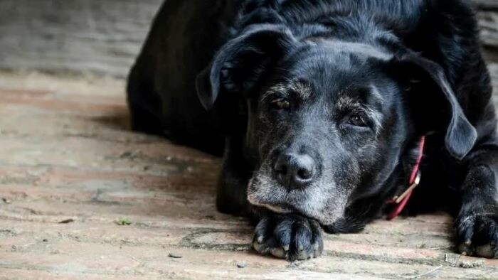 Corte Constitucional prohíbe sacrificar animales por su edad avanzada