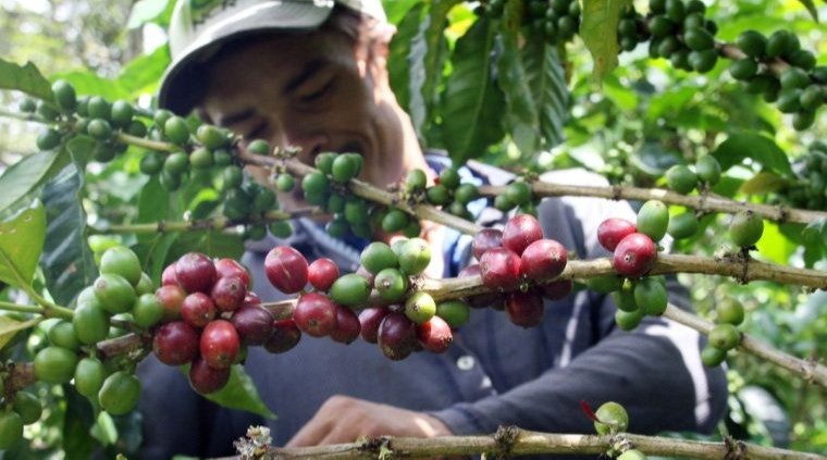 Crecen en un 74% las exportaciones en el Tolima