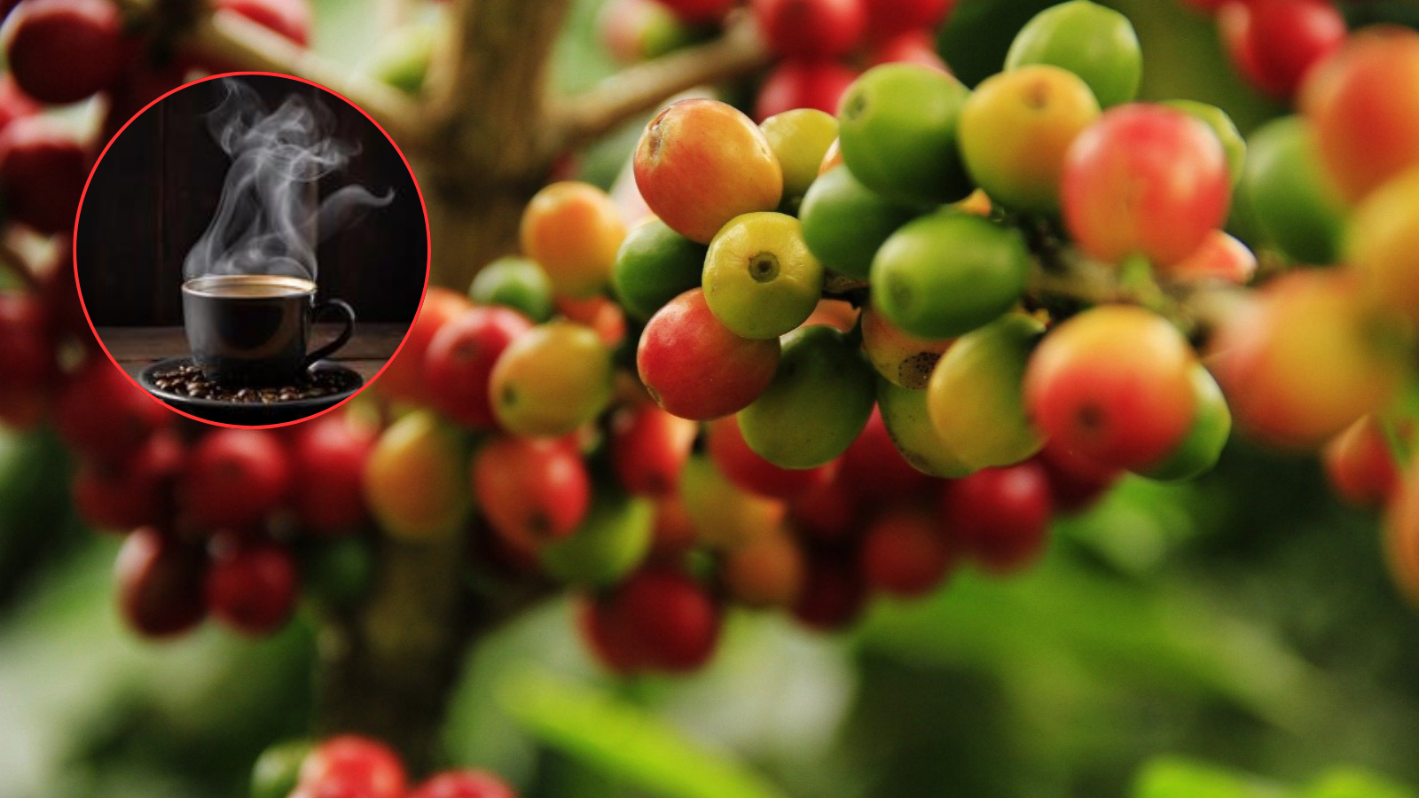 Rioblanco desarrolla proyectos para fortalecer la producción de cafés especiales