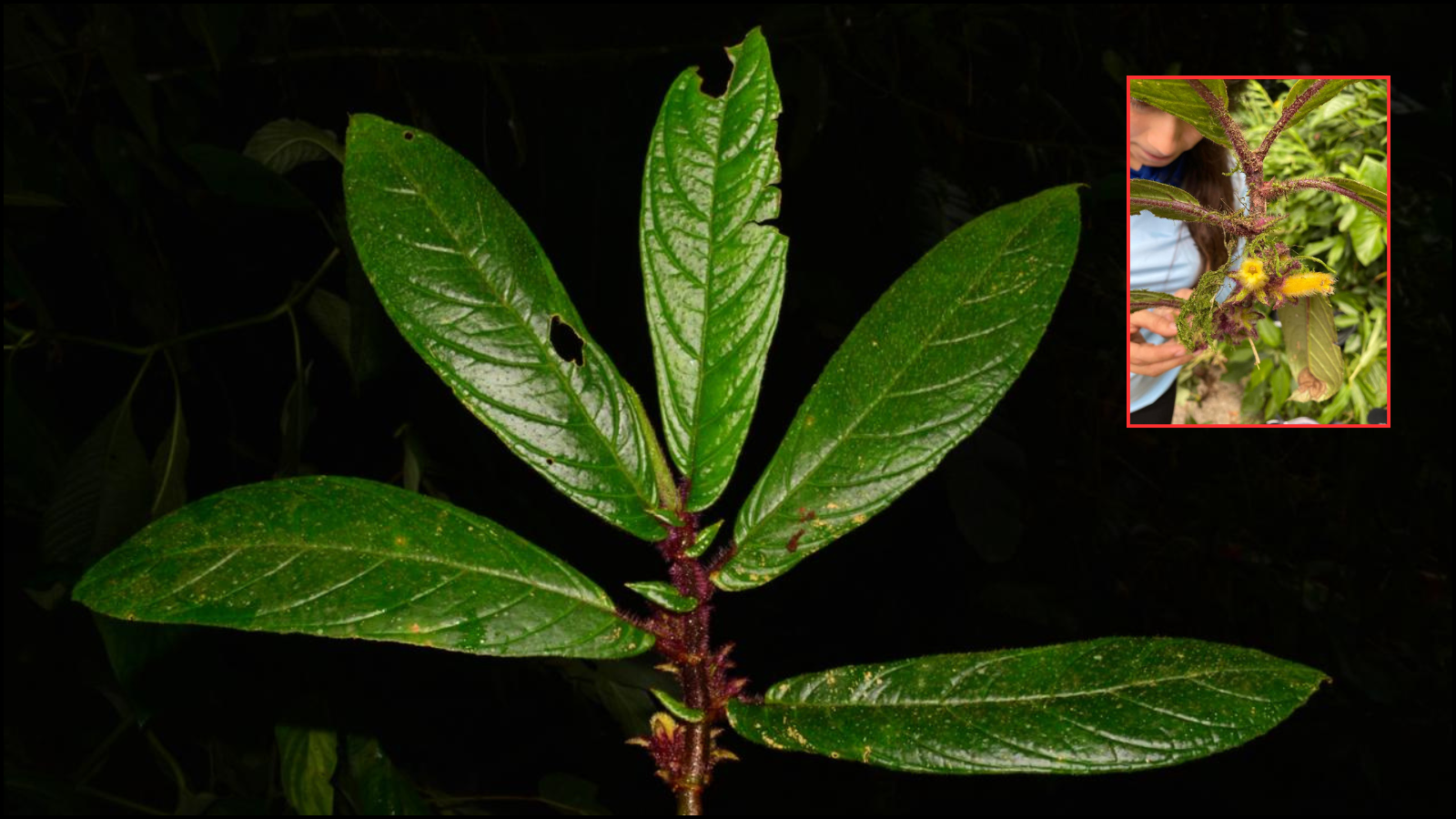 Investigadores descubren dos nuevas especies de plantas en el Tolima