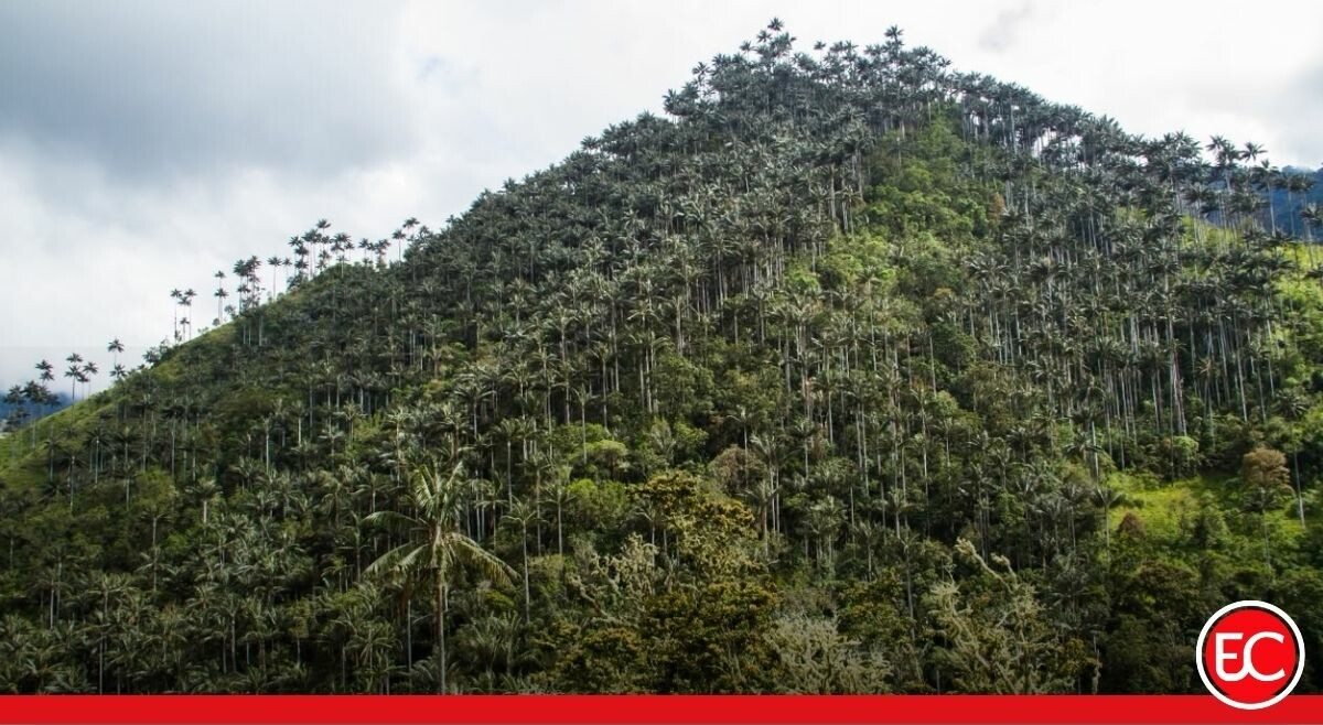 Declaran Santuario de Flora Palmares de Tochecito