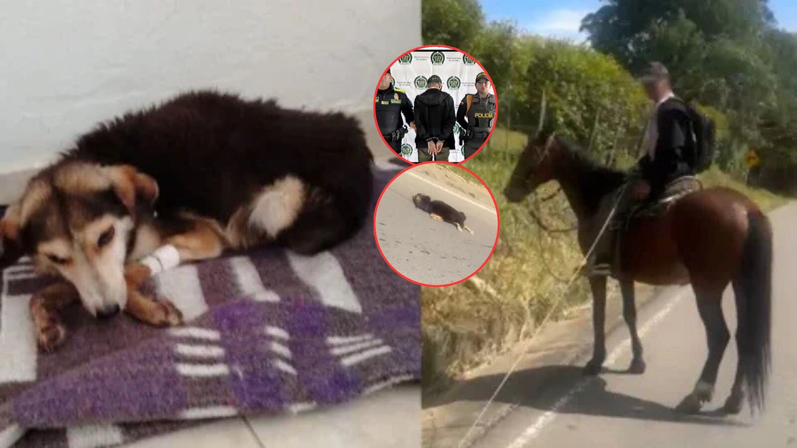 Detienen al hombre que arrastró a un perro por una carretera en su caballo