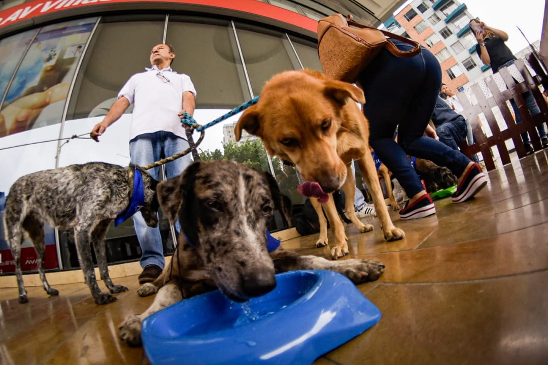 En total 17 caninos encontraron un nuevo hogar durante jornada de adopción