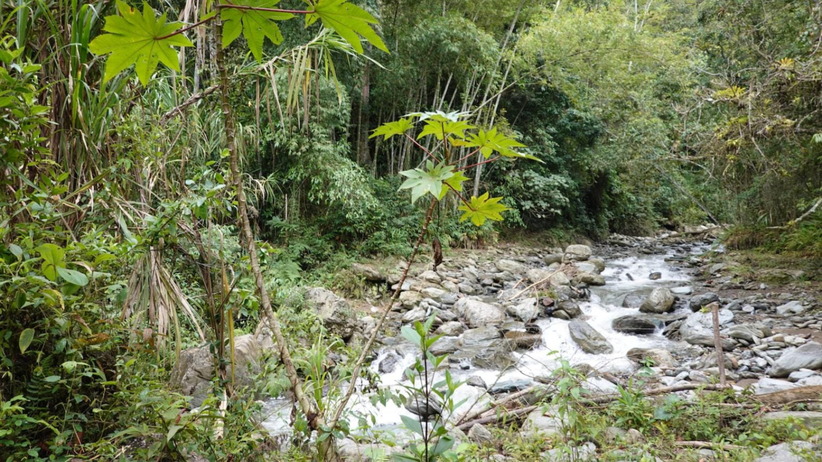 ¿Qué pasa con la lista del Pacto Histórico en el Tolima?