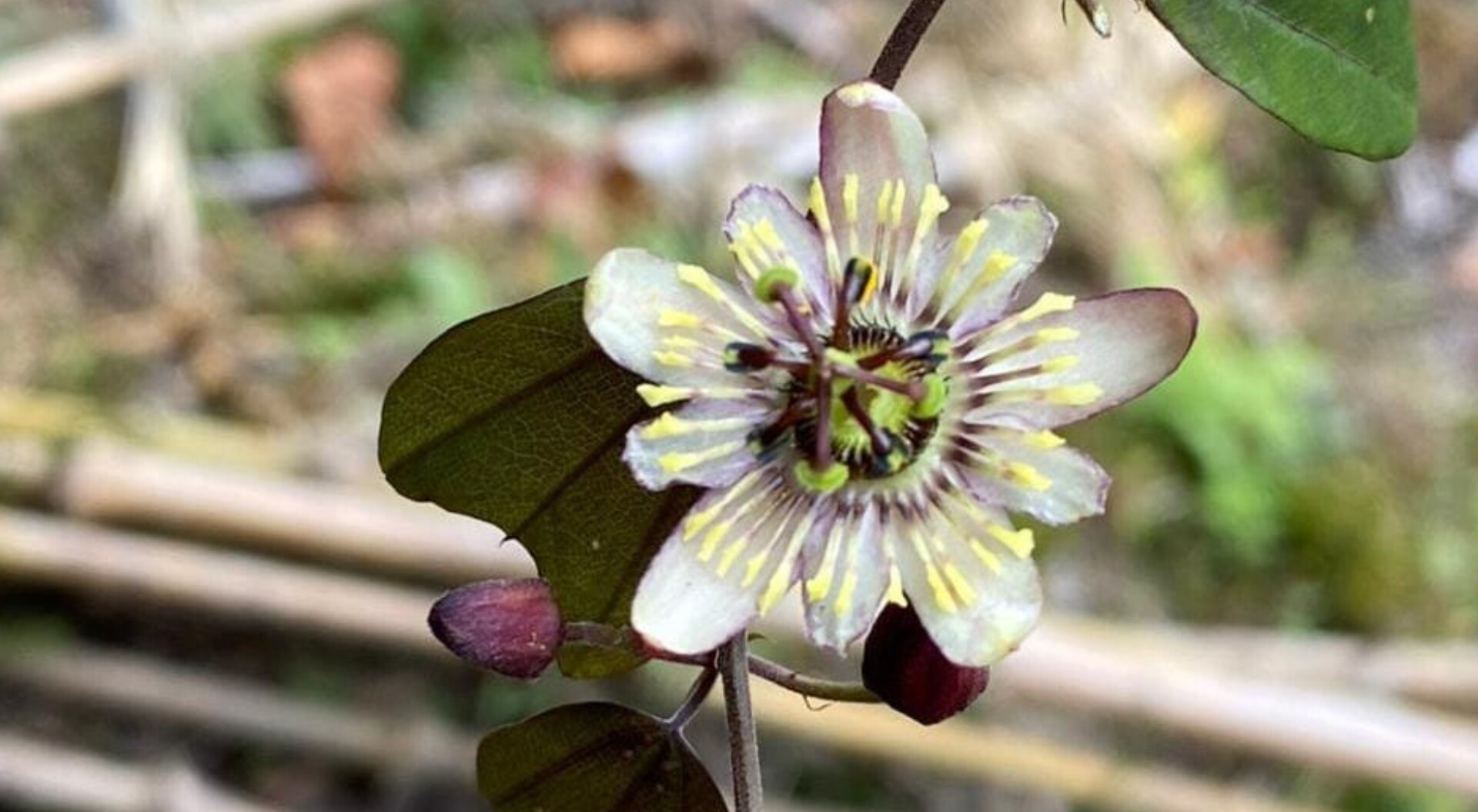 Dulima, la nueva flor descubierta en las montañas de Ibagué