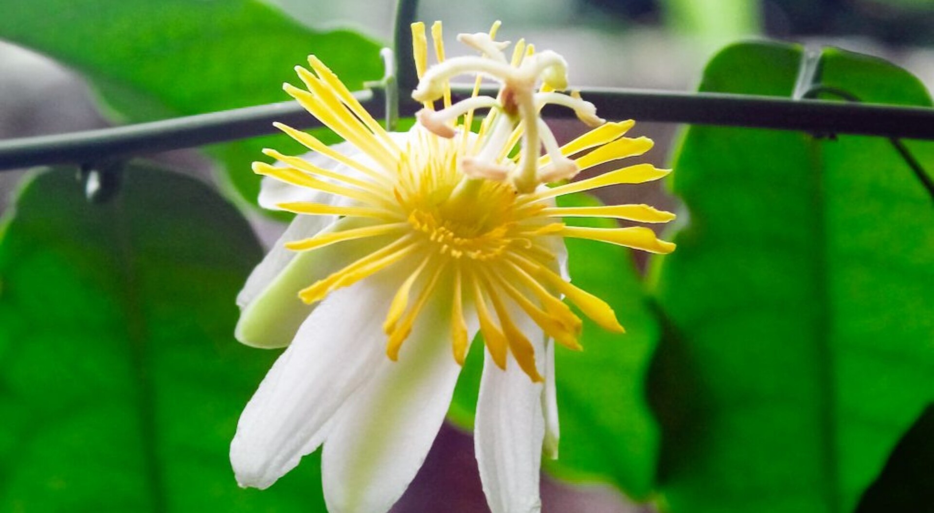 El futuro del Bosque Mutis, joya botánica del Tolima