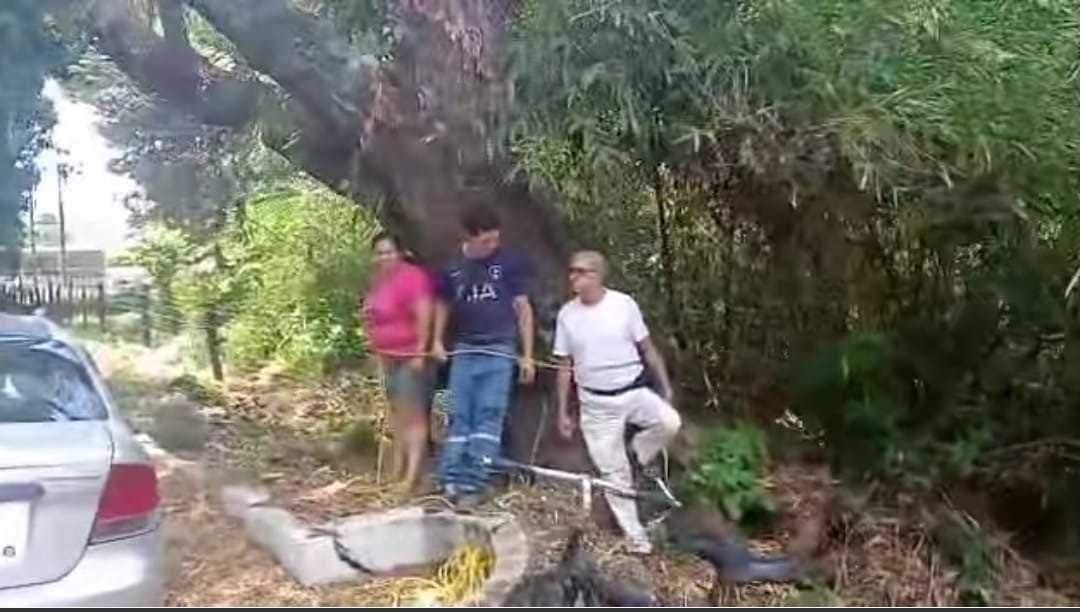 En Lérida ambientales se amarran a árboles para impedir que sean talados