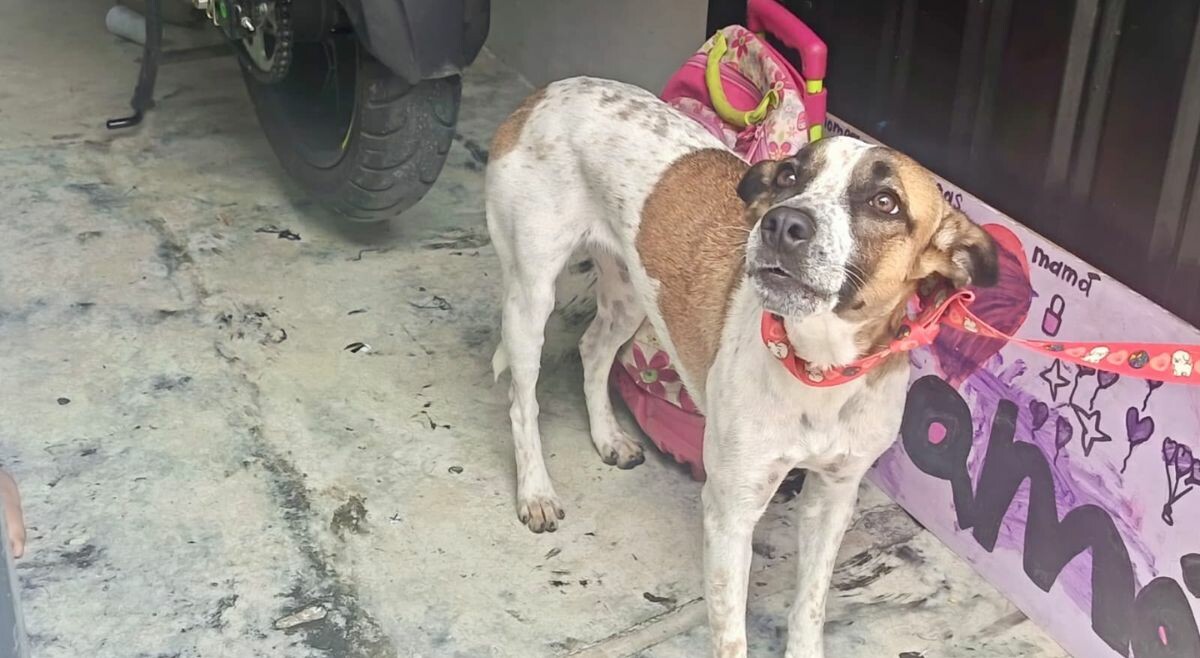 En Ibagué rescataron tres perros tras varias denuncias ciudadanas