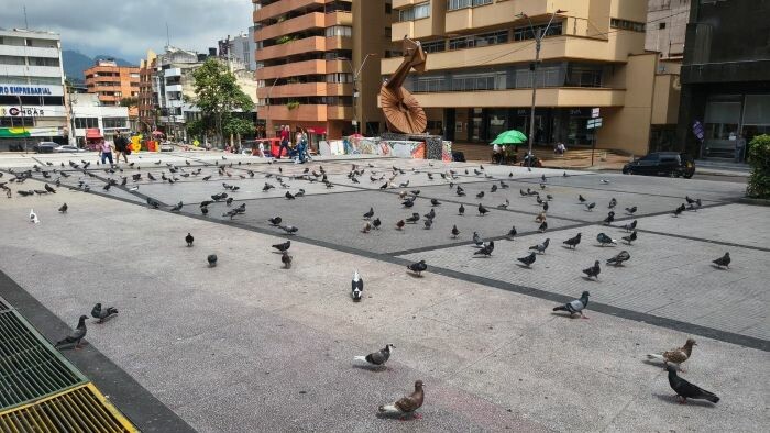 Los riesgos que representan las palomas en Ibagué