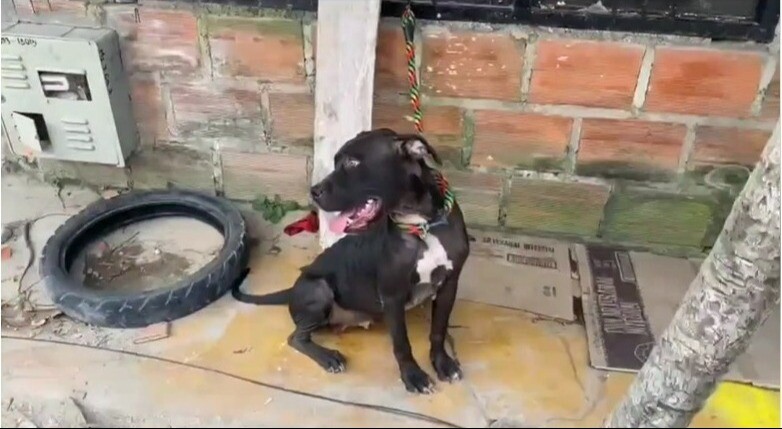Familia abandonó a su mascota en medio de un trasteo en Ibagué