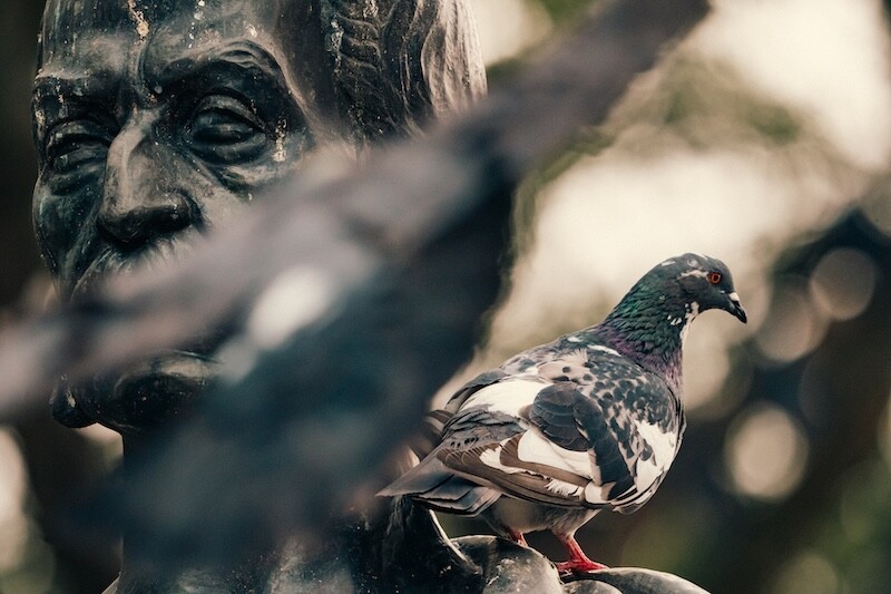 Unibagué investiga sobrepoblación de palomas y alerta sobre riesgos