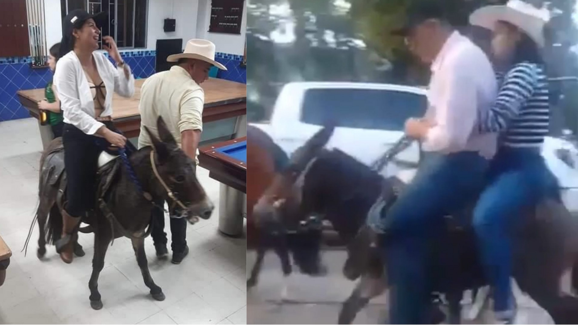Dos sujetos, aparentemente bajo los efectos del alcohol, maltrataron a una mula en cabalgata de Fresno
