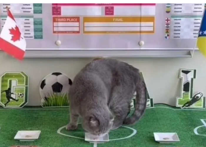 Maximus, el gato que quiere destronar al pulpo Paul