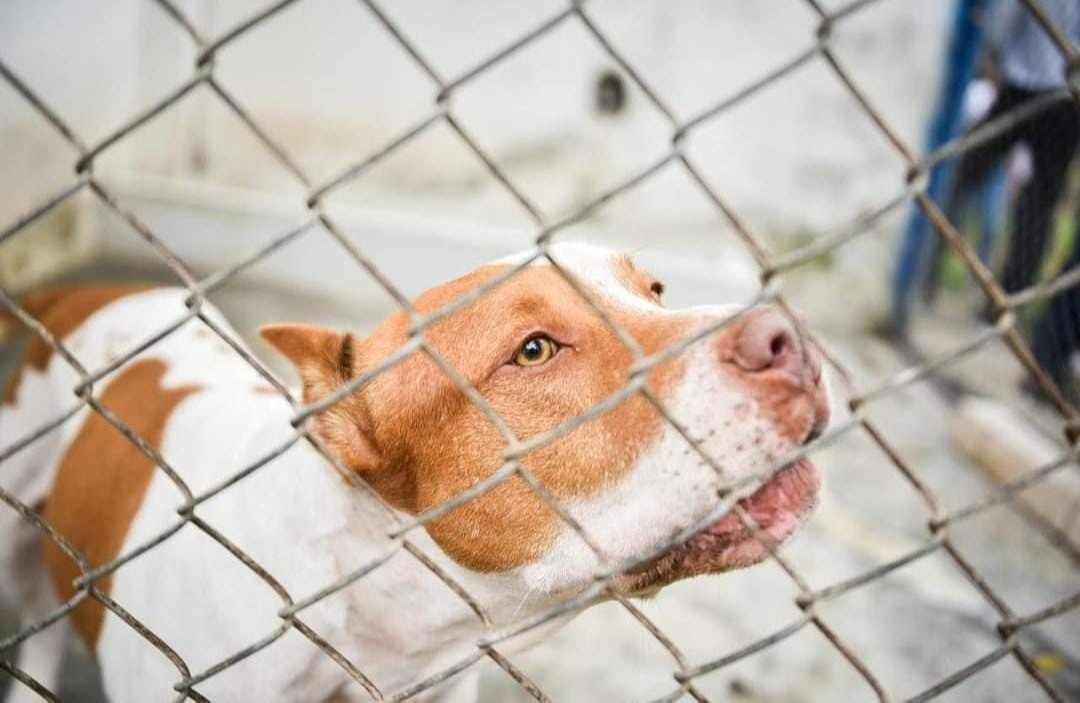 Gobernación del Tolima emprende campaña de sensibilización para protección de mascotas