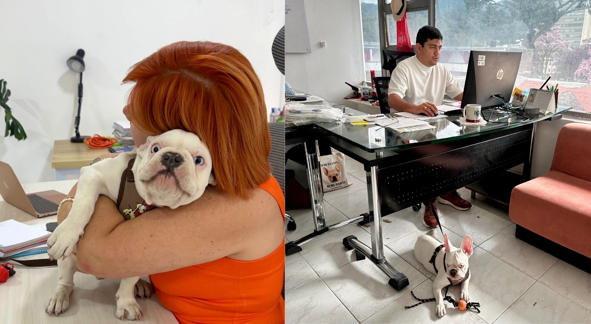 Gobernación del Tolima le apuesta al bienestar laboral con “Viernes de peluditos”