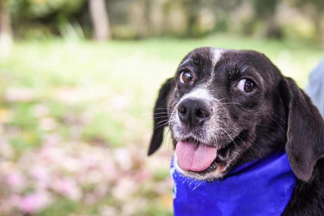 Gran Feria Animalista organiza Gobernación del Tolima